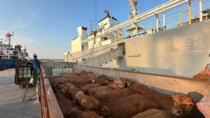 Pelindo Multi Terminal Group Catat Pertumbuhan Trafik _Livestock_ sebesar 6,7 Persen